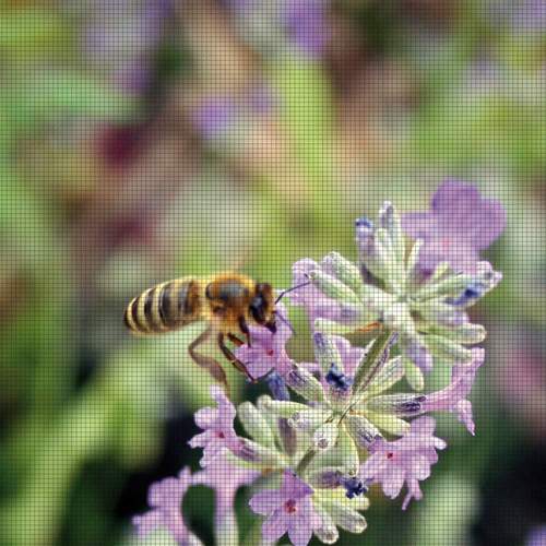 Insektnett redder biene